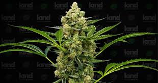 Exploring the Gorilla Strain Everything You Need to Know