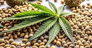 Exploring the Gorilla Strain Everything You Need to Know