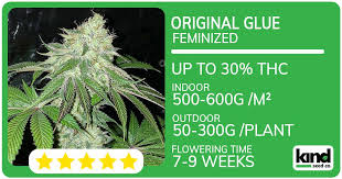 Exploring the Gorilla Strain Everything You Need to Know