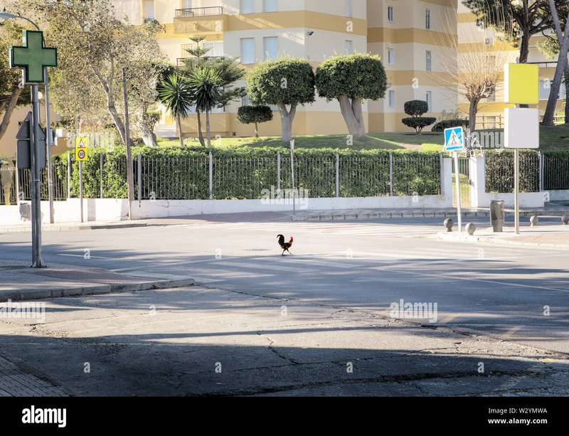 Chicken road - Descubre el Misterio de la Ruta del Pollo en Todos los Casinos de España